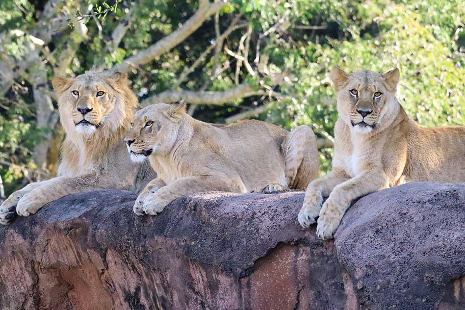 Meet Disney’s New Lion Siblings Roaring into Animal Kingdom: Mshango, Zahara, and Neema