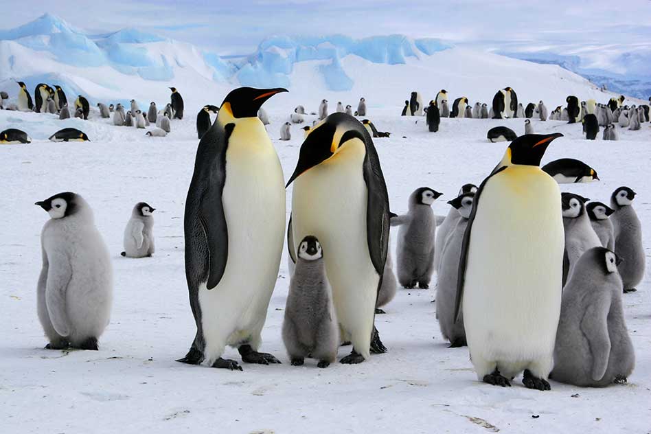 There’s a New Emperor in Town: SeaWorld Orlando Welcomes Emperor Penguins to Antarctica Realm