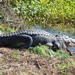 FWC Launches “GatorWise” Campaign to Promote Alligator Safety Across Florida