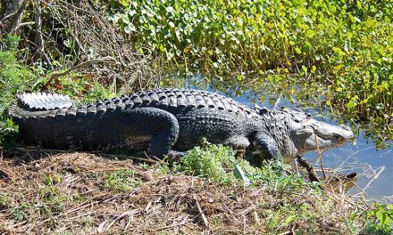FWC Launches “GatorWise” Campaign to Promote Alligator Safety Across Florida