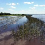 FWC Launches Largest-Ever Revegetation Project to Restore Lake Kissimmee’s Aquatic Ecosystem