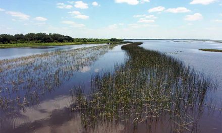 FWC Launches Largest-Ever Revegetation Project to Restore Lake Kissimmee’s Aquatic Ecosystem