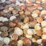 Bay scallop season opens July 1 in Franklin County, northwest Taylor County, and coastal counties of Levy, Citrus, and Hernando