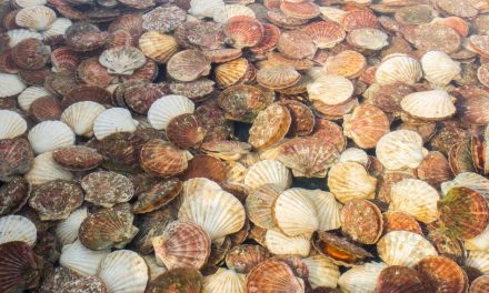 Bay scallop season opens July 1 in Franklin County, northwest Taylor County, and coastal counties of Levy, Citrus, and Hernando