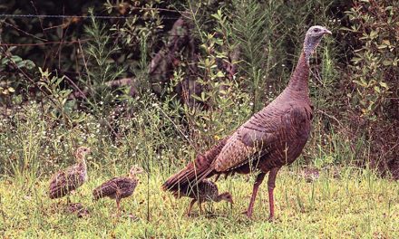 FWC Encourages Floridians to Report Wild Turkey Sightings Through August 31