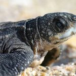 Be a Holiday Hero: Protect Nesting Sea Turtles and Shorebirds Along Florida’s Beaches This Independence Day