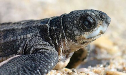 Be a Holiday Hero: Protect Nesting Sea Turtles and Shorebirds Along Florida’s Beaches This Independence Day