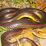 FWC Calls on Public to Help Track Rare Rainbow Snake in Florida