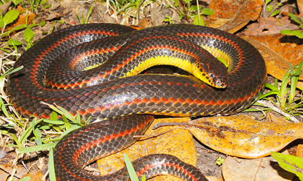 FWC Calls on Public to Help Track Rare Rainbow Snake in Florida