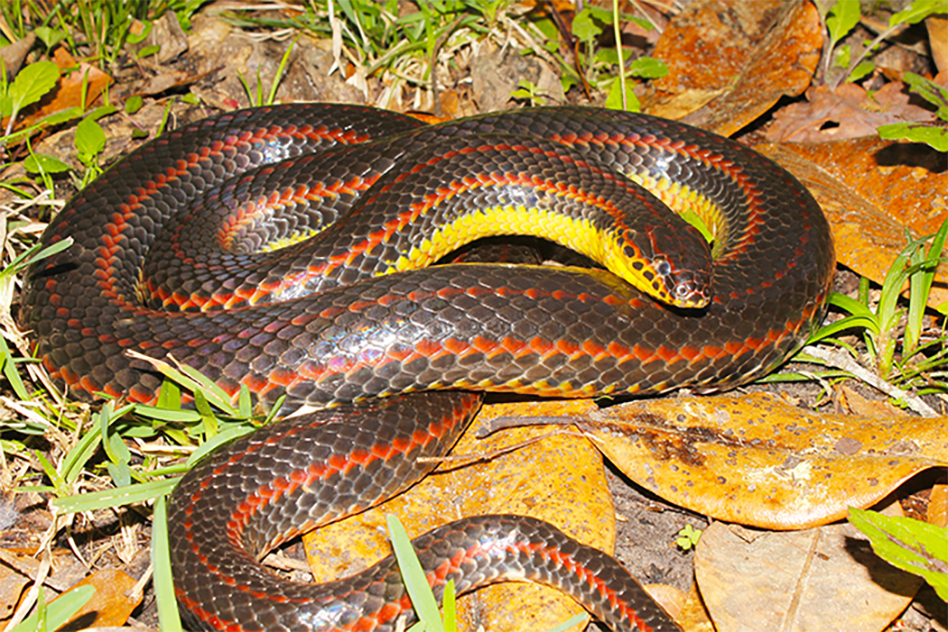 FWC Calls on Public to Help Track Rare Rainbow Snake in Florida