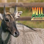 Your Wildest Car Ride Yet: Discover Animals from Around the World Right Here in Osceola County