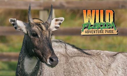 Your Wildest Car Ride Yet: Discover Animals from Around the World Right Here in Osceola County