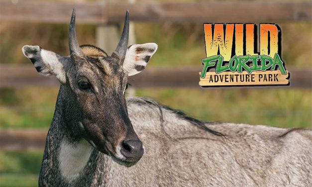 Your Wildest Car Ride Yet: Discover Animals from Around the World Right Here in Osceola County