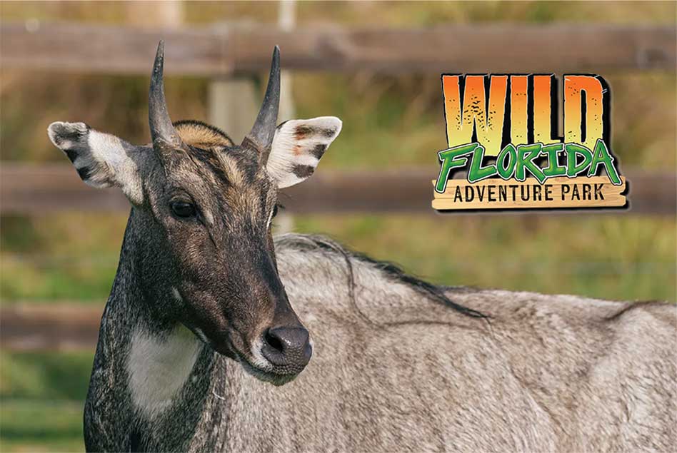 Your Wildest Car Ride Yet: Discover Animals from Around the World Right Here in Osceola County