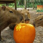 Celebrate Autumn at Wild Florida’s Pumpkin Fest in Osceola County October 18