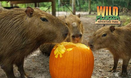 Celebrate Autumn at Wild Florida’s Pumpkin Fest in Osceola County October 18