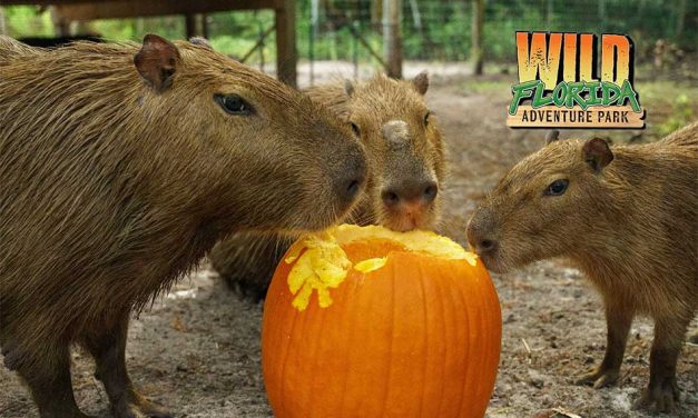 Celebrate Autumn at Wild Florida’s Pumpkin Fest in Osceola County October 18
