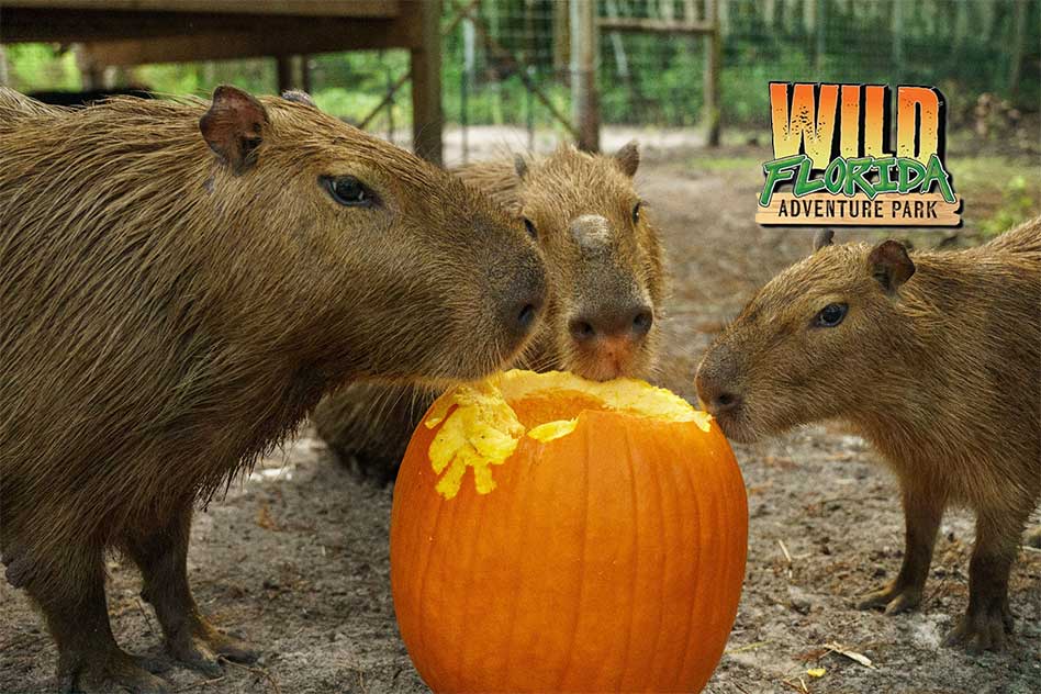 Celebrate Autumn at Wild Florida’s Pumpkin Fest in Osceola County October 18