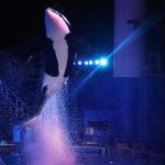 An  Iconic Legacy Remembered: SeaWorld Orland Honors the Life of Katina the Killer Whale