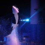 An  Iconic Legacy Remembered: SeaWorld Orland Honors the Life of Katina the Killer Whale