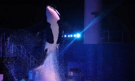 An  Iconic Legacy Remembered: SeaWorld Orlando Honors the Life of Katina the Killer Whale