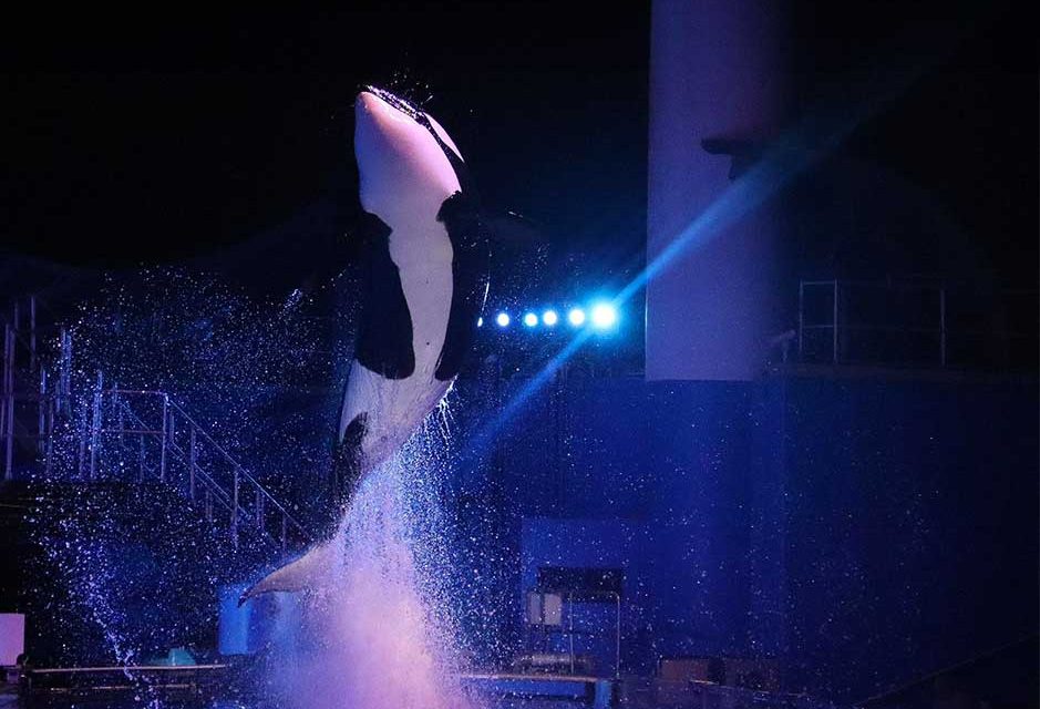 An  Iconic Legacy Remembered: SeaWorld Orlando Honors the Life of Katina the Killer Whale