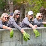 SeaWorld Orlando Receives Fresh Lettuce Donation from Duda Farms to Boost Care for Rescued Manatees