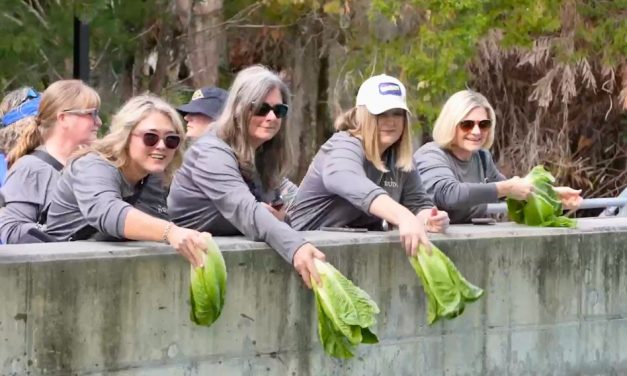 SeaWorld Orlando Receives Fresh Lettuce Donation from Duda Farms to Boost Care for Rescued Manatees
