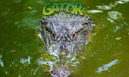 Gator Week Returns to Wild Florida Adventure Park with Free Admission, National Alligator Day Celebration