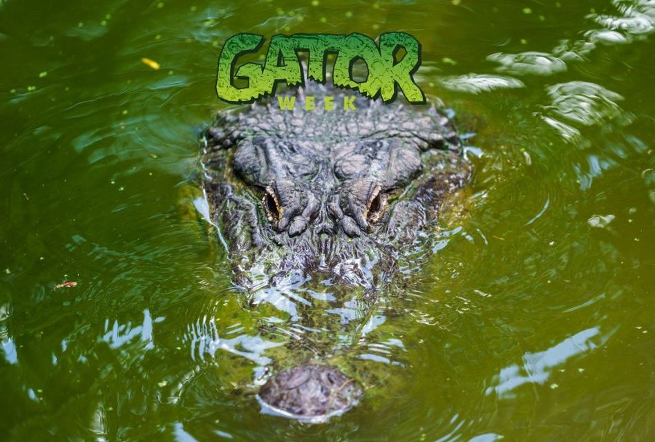 Gator Week Returns to Wild Florida Adventure Park with Free Admission, National Alligator Day Celebration