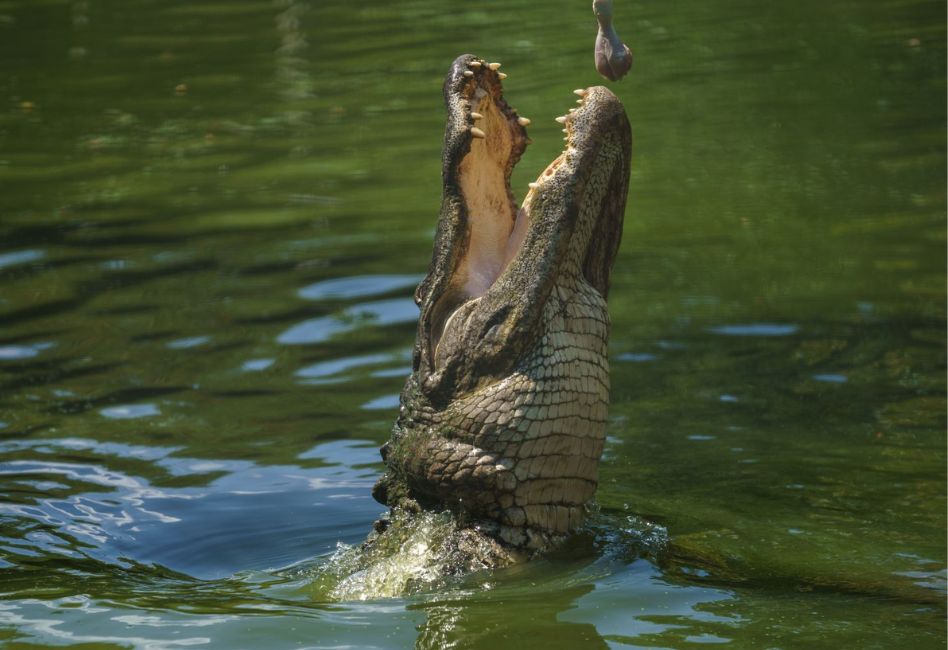 4 Gator Week