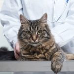 Rabies Alert Issued for Part of Kissimmee After Cat Tests Positive