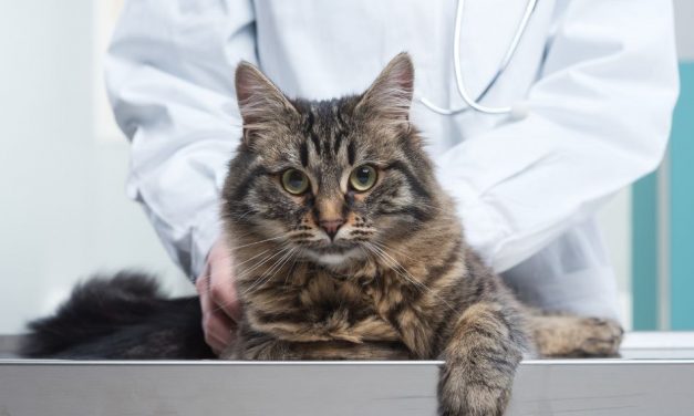 Rabies Alert Issued for Part of Kissimmee After Cat Tests Positive