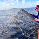 Restoration Effort Plants 250,000 Native Eelgrass Along East Lake Toho Shoreline