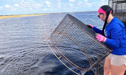 Restoration Effort Plants 250,000 Native Eelgrass Along East Lake Toho Shoreline