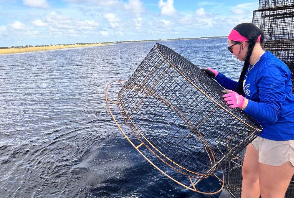 Restoration Effort Plants 250,000 Native Eelgrass Along East Lake Toho Shoreline