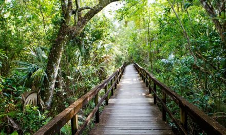 Florida State Parks to Offer Free Admission During July 4 Holiday Weekend as America 250 Celebration Continues