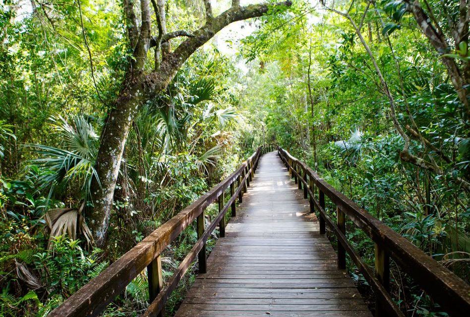 Florida State Parks to Offer Free Admission During July 4 Holiday Weekend as America 250 Celebration Continues
