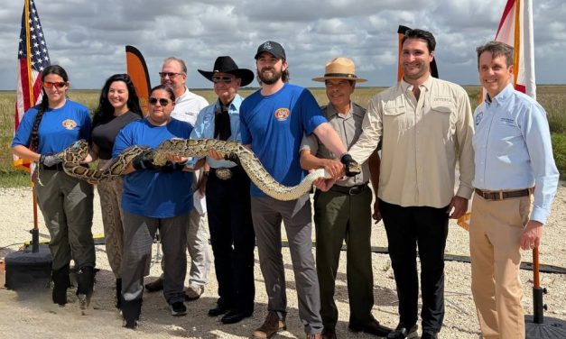 Florida Python Challenge Kicks Off July 10, Offering $25,000 in Prizes for Invasive Snake Removal; Registration Now Open