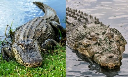 Alligator or Crocodile? Get a Closer Look at the Difference at Wild Florida