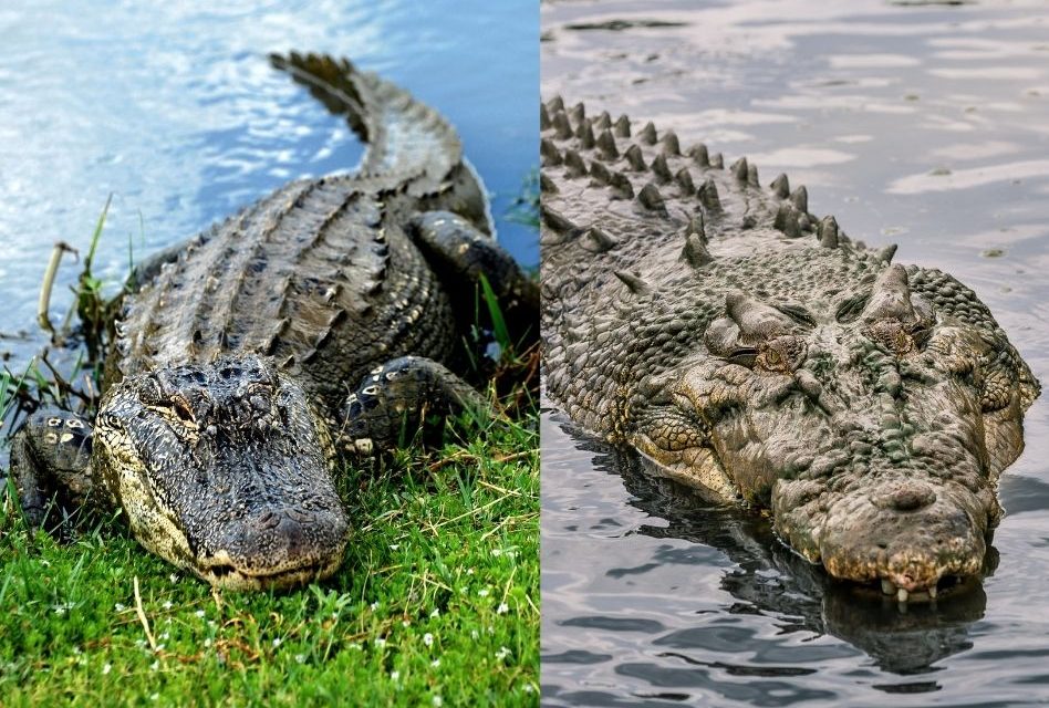Alligator or Crocodile? Get a Closer Look at the Difference at Wild Florida