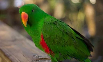 Walk Among the Birds During a Wild Florida Adventure