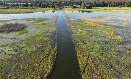 $3.5 Million State Investment to Target Boggy Creek Shoals, Invasive Vegetation in Osceola County