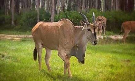 Big, Powerful and Surprisingly Agile: Meet the Eland at Wild Florida