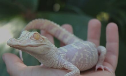 See Florida’s Most Famous Reptile — and a Rare Albino Alligator — at Wild Florida