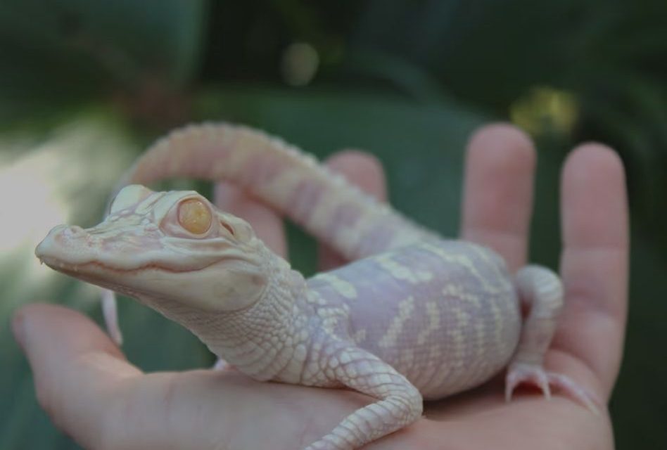 See Florida’s Most Famous Reptile — and a Rare Albino Alligator — at Wild Florida