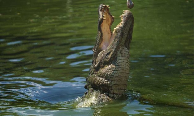 ild Florida’s Gator Week Combines Wild Fun, Alligator Education and Support for Osceola Students