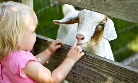Little Hands, Big Adventure: Meet the Farm Animals at Wild Florida