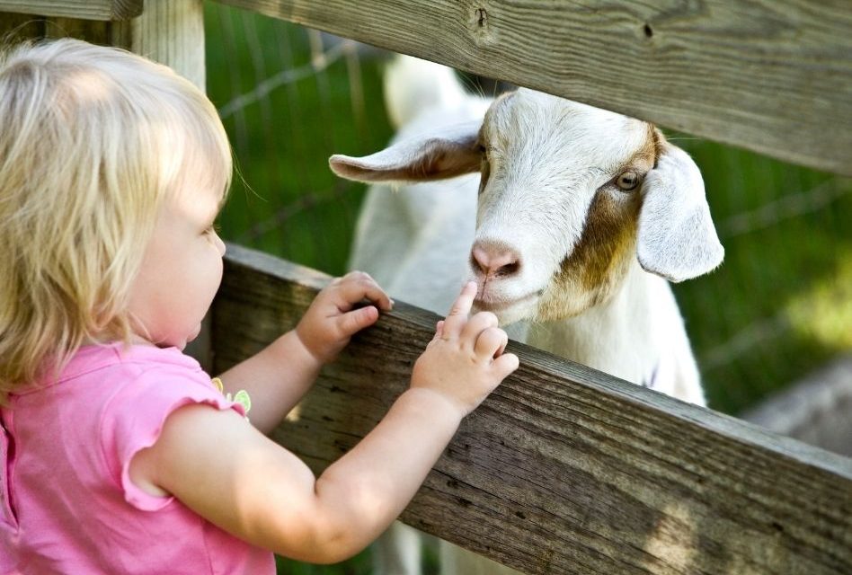 Little Hands, Big Adventure: Meet the Farm Animals at Wild Florida