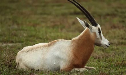 From Extinct in the Wild to a Conservation Comeback: Meet the Scimitar-Horned Oryx